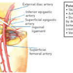 Đường tiếp cận mạch máu trong tim mạch can thiệp