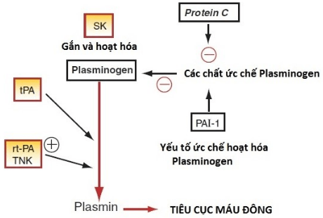 Sử dụng thuốc tiêu sợi huyết trong thực hành lâm sàng Sử dụng thuốc tiêu sợi huyết trong thực hành lâm sàng