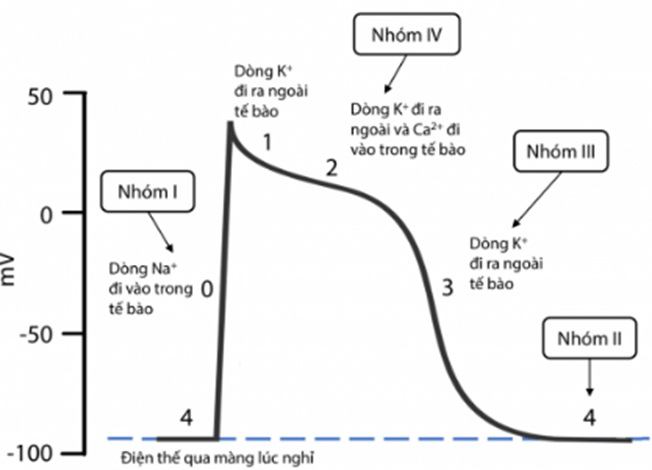Thuốc điều trị rối loạn nhịp tim