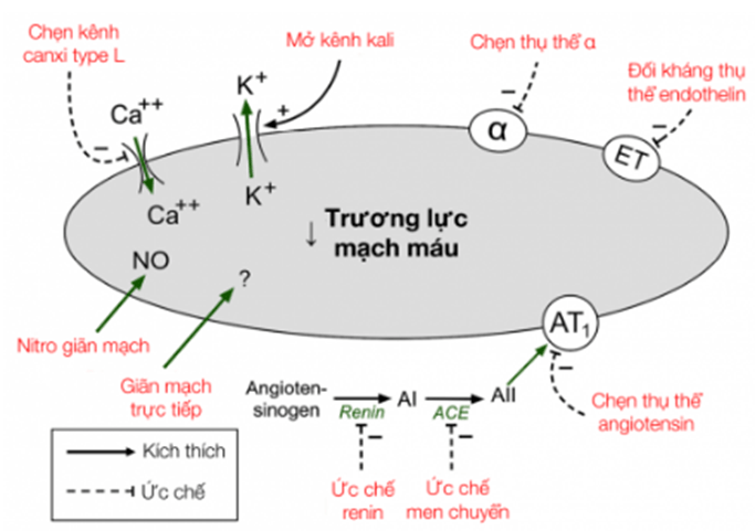 Thuốc giãn mạch 