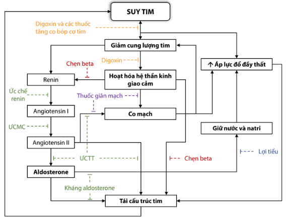 Suy tim là gì? phân độ suy tim ? Suy tim là gì? phân độ suy tim ?