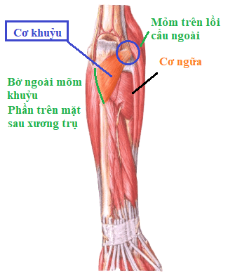 Hội chứng cơ khuỷu Hội chứng cơ khuỷu
