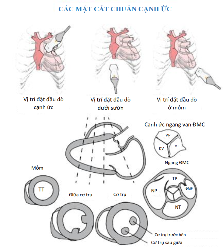 Các giá trị tham khảo trong siêu âm tim