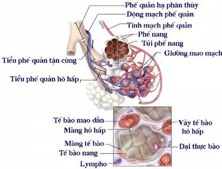 Sinh lý hô hấp và thở máy