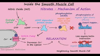 Cơ chế tác dụng của Nitroglycerin