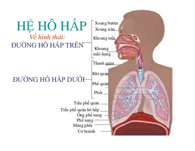 So sánh cấu trúc đường thở của trẻ em và người lớn cho thấy sự khác biệt về kích thước và hình dạng