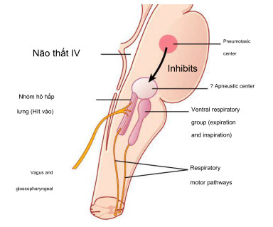 Vị trí của trung khu hô hấp trong hành não và cầu não các vùng não quan trọng trong điều khiển nhịp thở