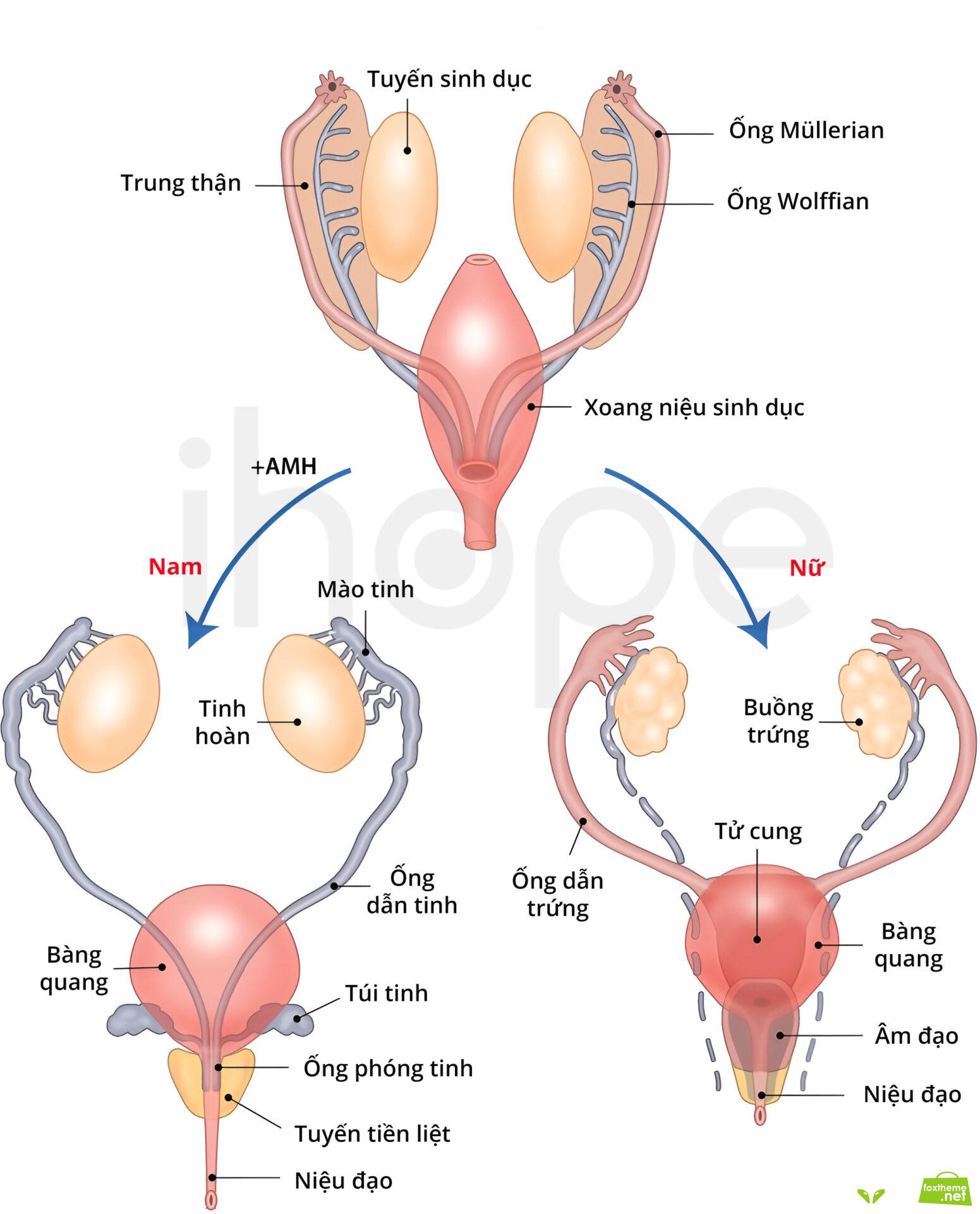 Sơ đồ minh họa quá trình phát triển của ống Müller và các dị dạng có thể xảy ra