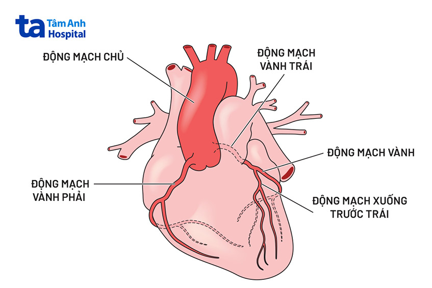 Vị trí của thân chung động mạch vành trái trong hệ thống mạch vành